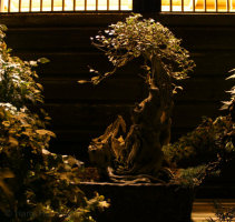Bonsai Garden At Night